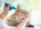 Как бороться с кошачьей шерстью в квартире Как бороться с кошачьей шерстью в квартире